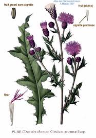 Attēlu rezultāti vaicājumam “Cirsium arvense fruit”