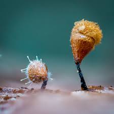 Attēlu rezultāti vaicājumam “Hemitrichia calyculata young”