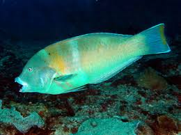 Image result for Halichoeres radiatus