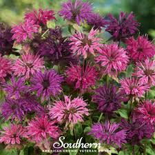 Image result for Monarda didyma