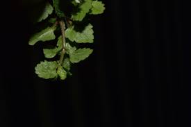 Attēlu rezultāti vaicājumam “Veronica agrestis leaf”