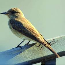 Attēlu rezultāti vaicājumam “Muscicapa striata adult”