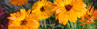 Attēlu rezultāti vaicājumam “Calendula officinalis flower”