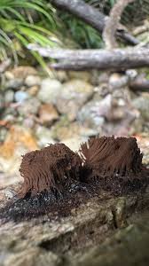 Attēlu rezultāti vaicājumam “Lycogala confusum spores”