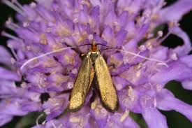 Attēlu rezultāti vaicājumam “Nemophora metallica”