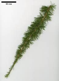 Attēlu rezultāti vaicājumam “Larix decidua”