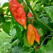 Afbeeldingsresultaat voor paper lantern hot pepper