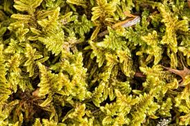 Attēlu rezultāti vaicājumam “Hypnum”