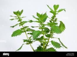 Attēlu rezultāti vaicājumam “Urtica urens”