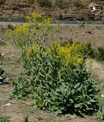 Attēlu rezultāti vaicājumam “Isatis tinctoria”