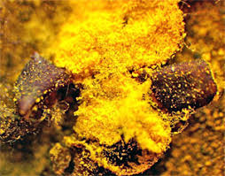 Attēlu rezultāti vaicājumam “Perichaena depressa sessile”