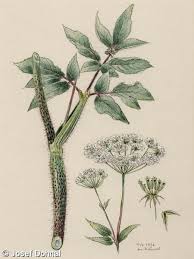 Attēlu rezultāti vaicājumam “Chaerophyllum aromaticum”