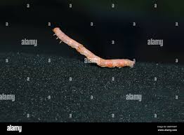 Attēlu rezultāti vaicājumam “Erannis defoliaria larva”