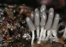 Attēlu rezultāti vaicājumam “Arcyria cinerea”