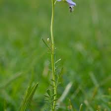 Attēlu rezultāti vaicājumam “Cardamine pratensis”
