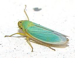 Attēlu rezultāti vaicājumam “Cicadella viridis”