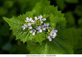 Attēlu rezultāti vaicājumam “Alliaria petiolata leaf”
