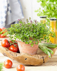 Attēlu rezultāti vaicājumam “Thymus pulegioides fruit”