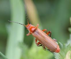 Attēlu rezultāti vaicājumam “Cantharis livida”