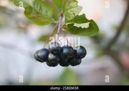 Attēlu rezultāti vaicājumam “x Sorbaronia fallax”