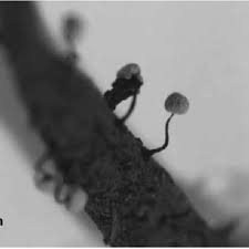 Attēlu rezultāti vaicājumam “Didymium serpula young”