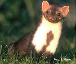 Attēlu rezultāti vaicājumam “Martes foina”