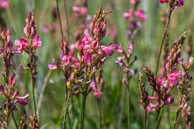 Attēlu rezultāti vaicājumam “Onobrychis arenaria leaf”