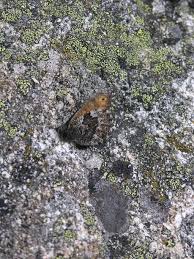 Attēlu rezultāti vaicājumam “Oeneis jutta underside”