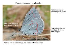 Attēlu rezultāti vaicājumam “Celastrina argiolus underside”