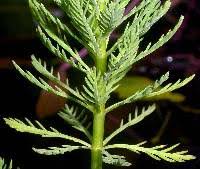 Attēlu rezultāti vaicājumam “Haloragaceae”