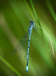 Attēlu rezultāti vaicājumam “Enallagma cyathigerum”