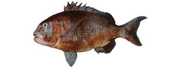 Image result for Cymatoceps nasutus