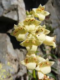 Image result for Digitalis lutea