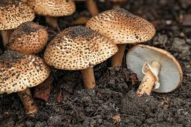 Attēlu rezultāti vaicājumam “Lepiota aspera”