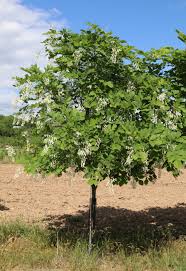 Attēlu rezultāti vaicājumam “Cladrastis kentukea”