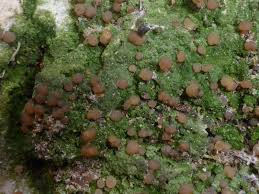 Attēlu rezultāti vaicājumam “Biatora sphaeroides”