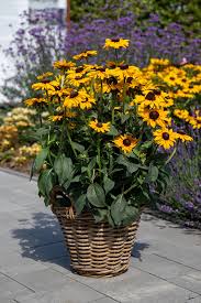 Image result for Rudbeckia Paradisio