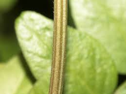 Attēlu rezultāti vaicājumam “Vicia sepium leaf”