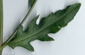 Attēlu rezultāti vaicājumam “Cirsium arvense leaf”