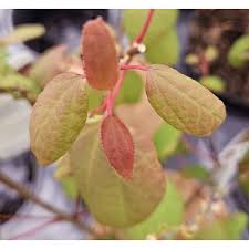 Attēlu rezultāti vaicājumam “Cercidiphyllum japonicum fruit”