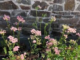Attēlu rezultāti vaicājumam “Pimpinella major flower”