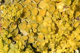 Attēlu rezultāti vaicājumam “Xanthoria polycarpa”