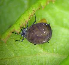 Attēlu rezultāti vaicājumam “Rhopalosiphum oxyacanthae”