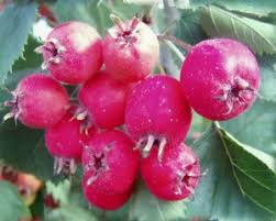 Attēlu rezultāti vaicājumam “Crataegus x macrocarpa fruit”