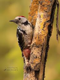 Attēlu rezultāti vaicājumam “Dendrocopos medius”