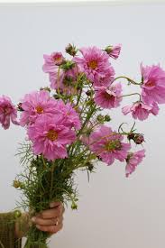 Image result for Cosmos bipinnatus `Double Click`