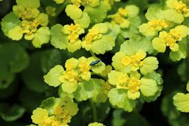 Attēlu rezultāti vaicājumam “Chrysosplenium alternifolium”