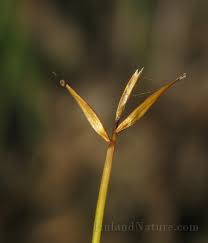Attēlu rezultāti vaicājumam “Carex pauciflora”