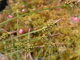 Attēlu rezultāti vaicājumam “Carex pilulifera”