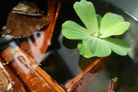 Attēlu rezultāti vaicājumam “Polygonatum multiflorum  leaf”